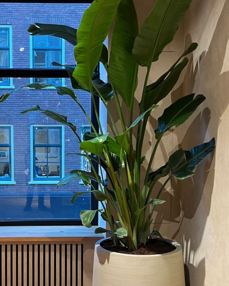 MIKUTA Amsterdam